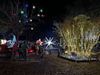 Picture of Poplar Grove - Merry & Bright