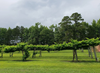 Picture of Silver Coast Winery