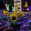 Picture of The Southern Lights by The Gardens of Southeastern NC