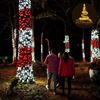 Picture of The Southern Lights by The Gardens of Southeastern NC