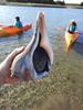 Picture of Cape Fear Adventure Co